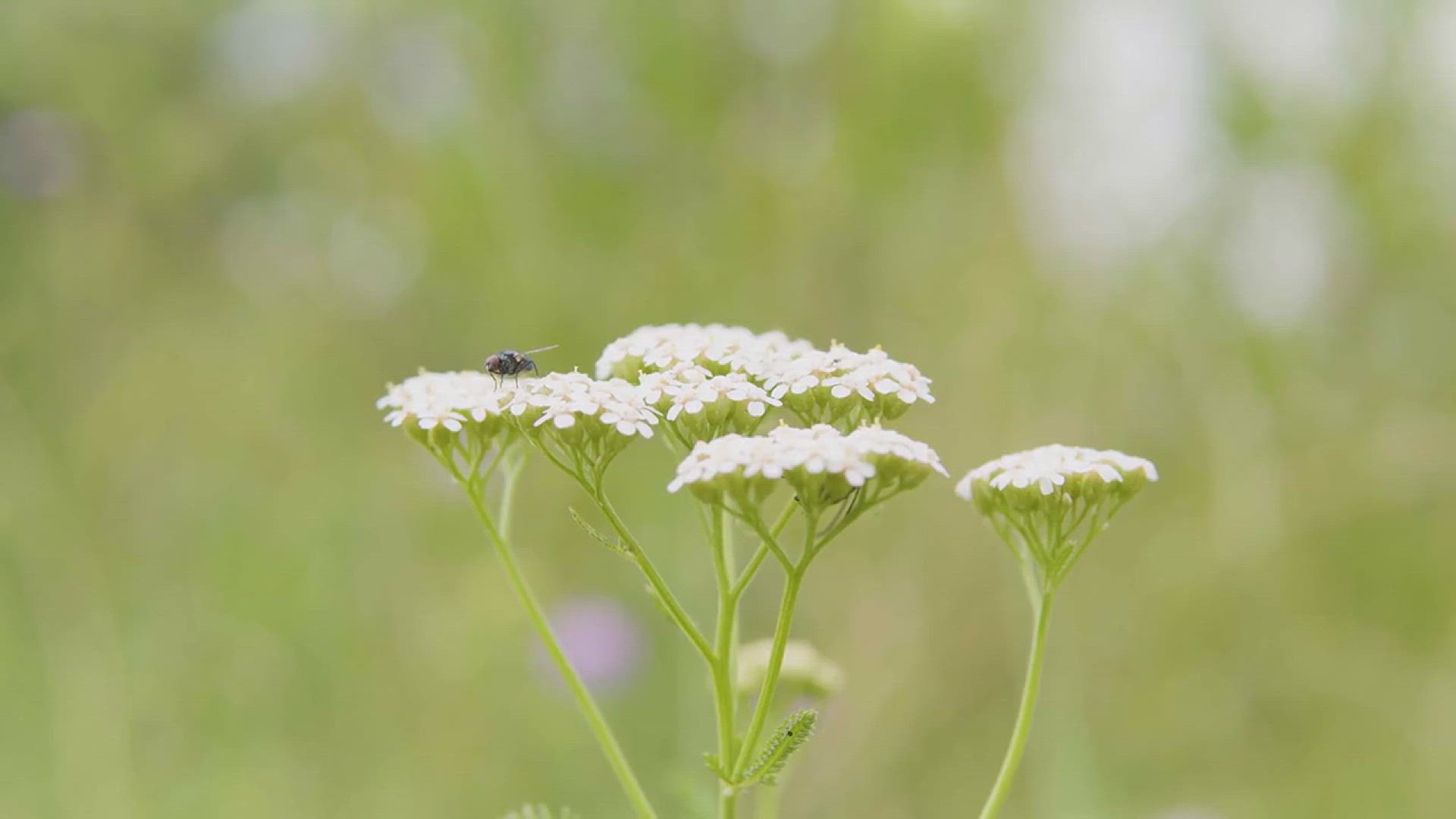 'Video thumbnail for The Importance of Insects in the Garden'