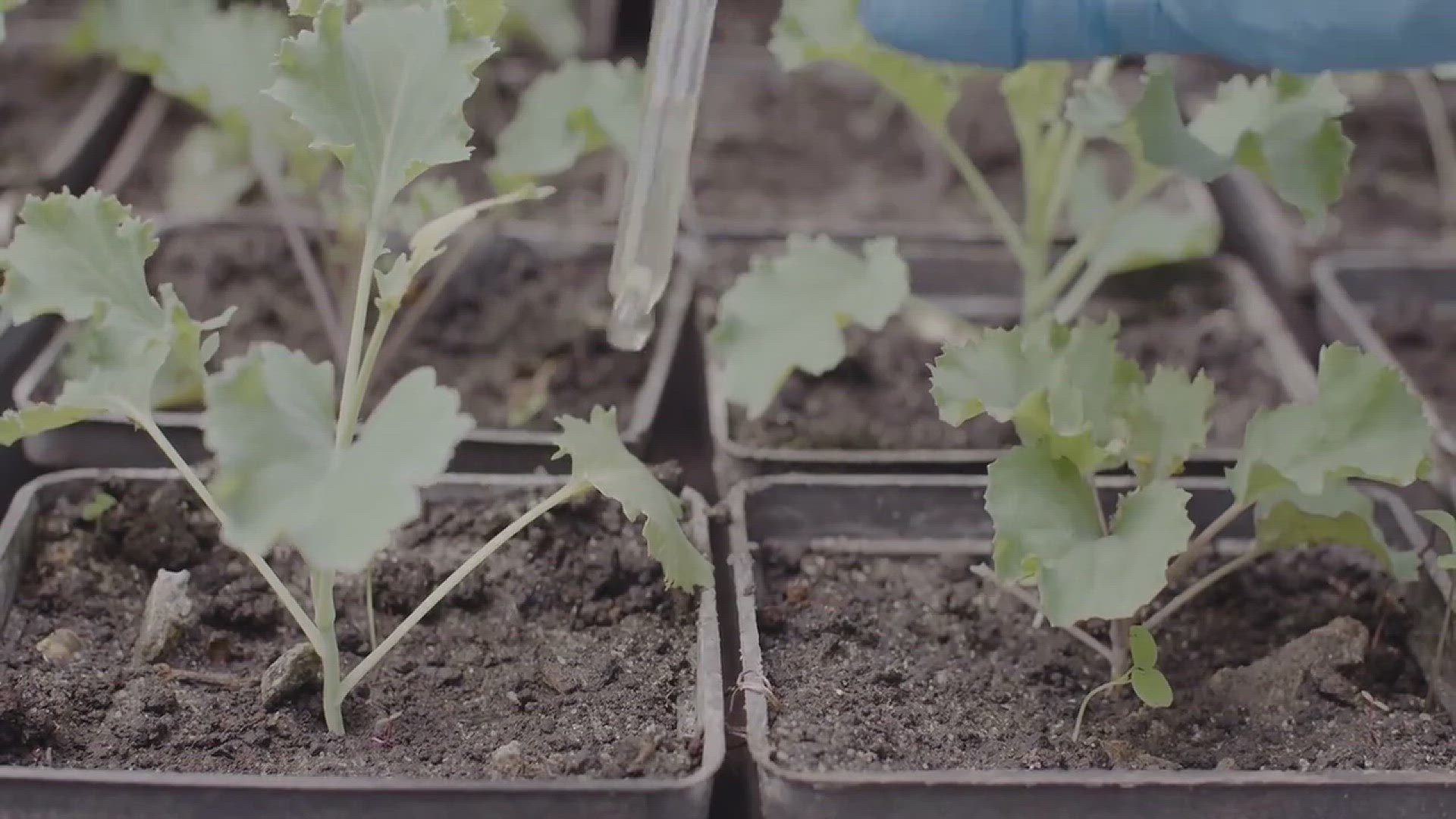'Video thumbnail for 10 Homemade Pest Control Spray Ideas for Your Garden'