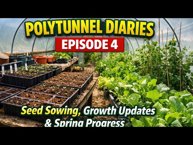 Video thumbnail for Polytunnel Diaries – Episode 4 | Seed Sowing, Growth Updates & Spring Progress