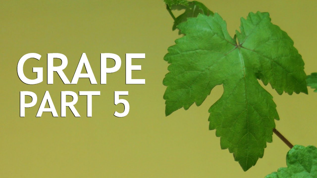 Video thumbnail for Grape Bonsai, Part 5