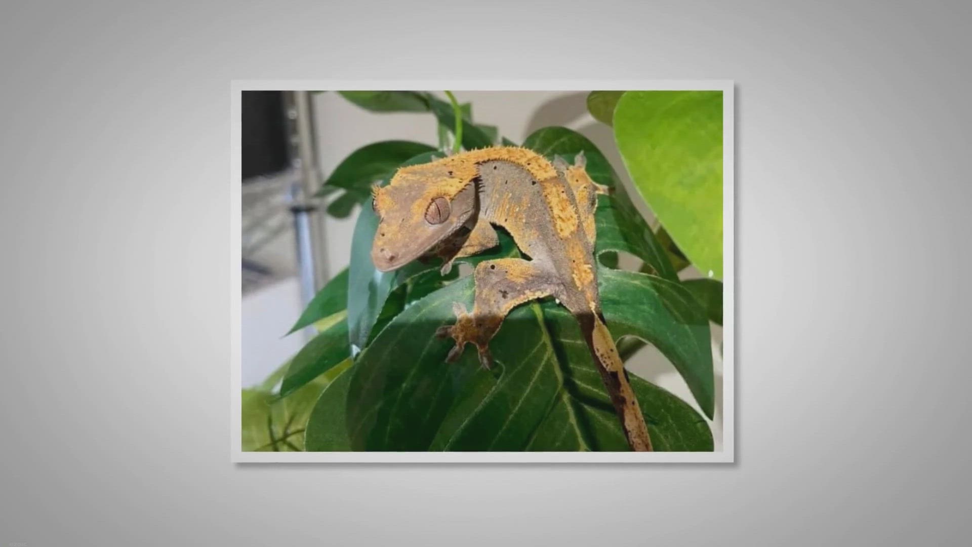 Video thumbnail for 5 Safe Plants for Crested Gecko Vivariums