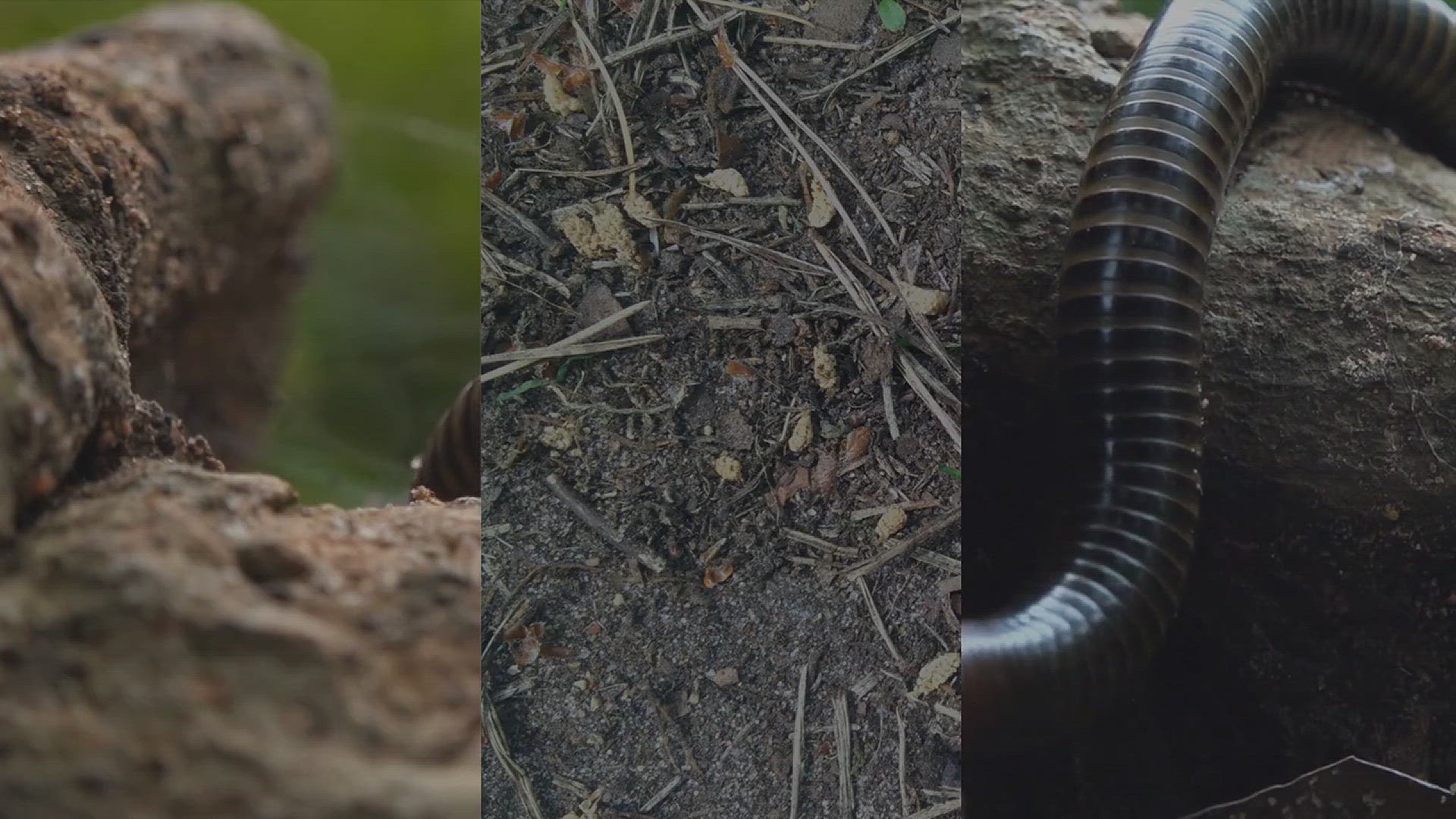 'Video thumbnail for How to Get Rid of Millipedes'