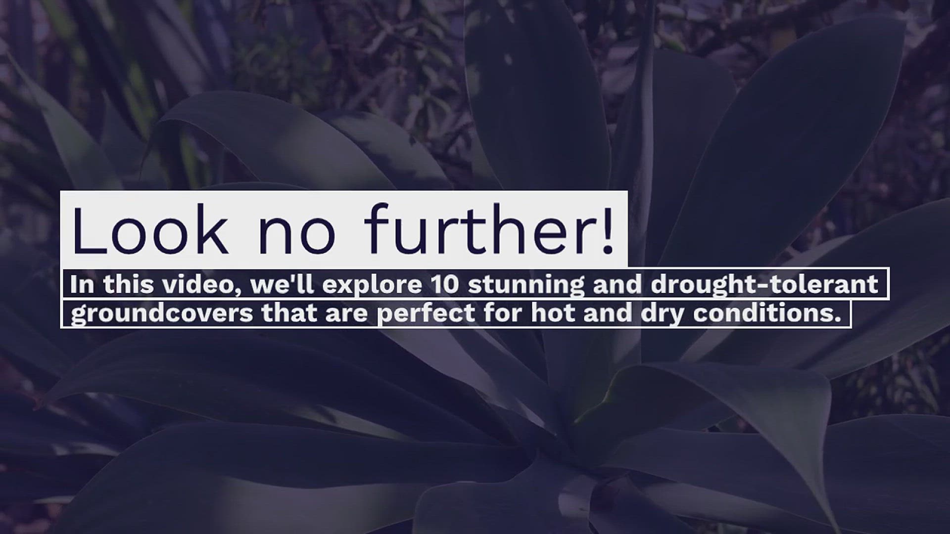 'Video thumbnail for 10 Low Water-Use Groundcovers for Hot Climate'