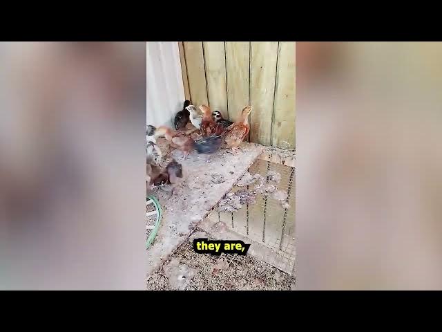 Video thumbnail for 3 Wk Old Chicks For Sale Sept 14, 26