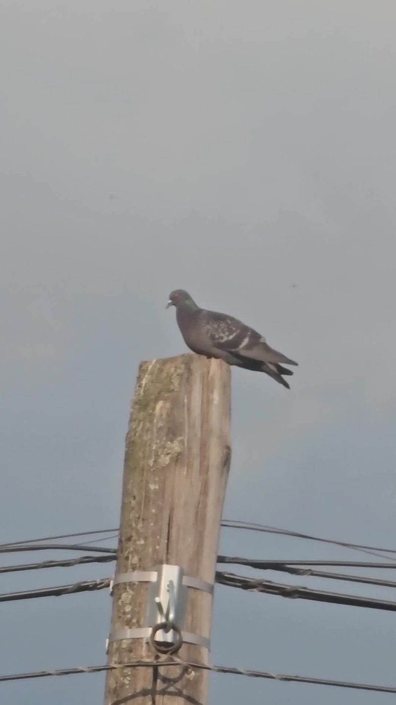 Video thumbnail for Curious Cats Greet a Pigeon on a Sunny Garden Path