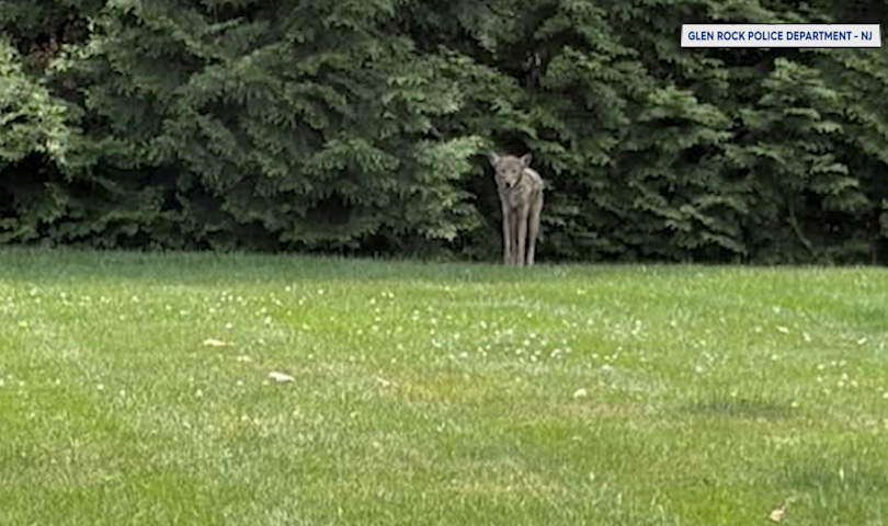 Video thumbnail for Two reported coyote incidents involving dogs in North Haledon