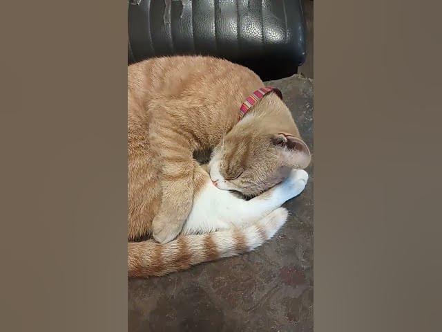 Video thumbnail for #cat #gatos #petlover #gato #funny #shortsviral