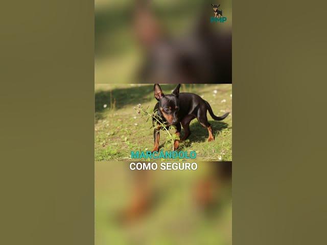 Video thumbnail for Mini Pinscher: ¿Por Qué Rasca la Cama Antes de Dormir? #shorts