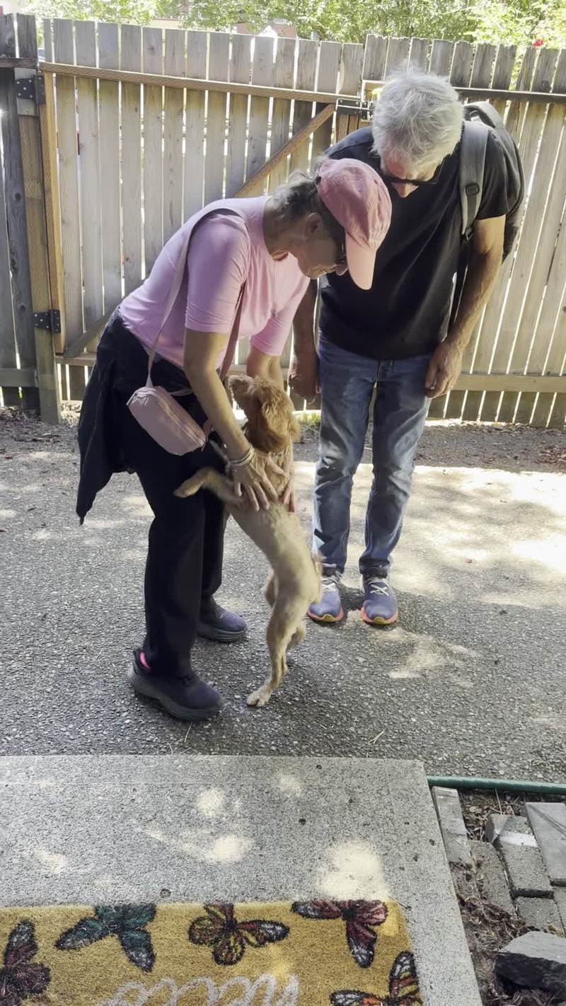 Video thumbnail for Mini Goldendoodle Ecstatic to See Grandparents Again