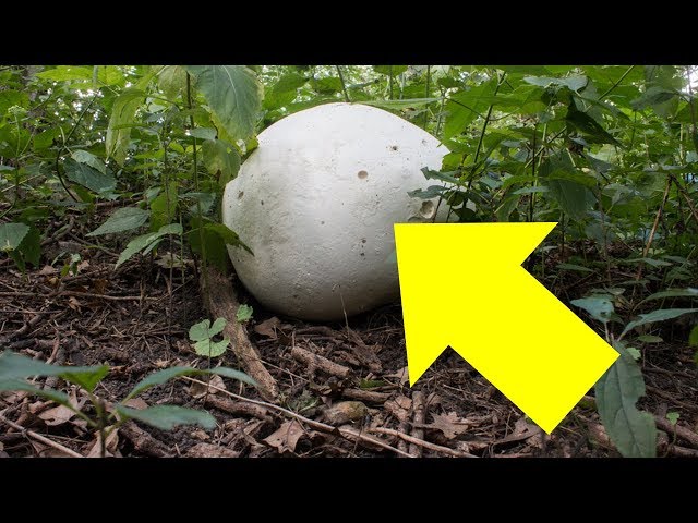 Video thumbnail for You Won't Believe That this thing   Actually Exist! Amazing!