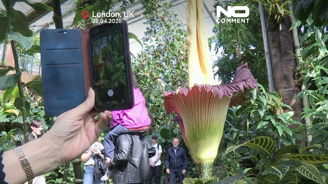 Video thumbnail for Hundreds gather to smell rare ‘corpse flower’ blooming in London