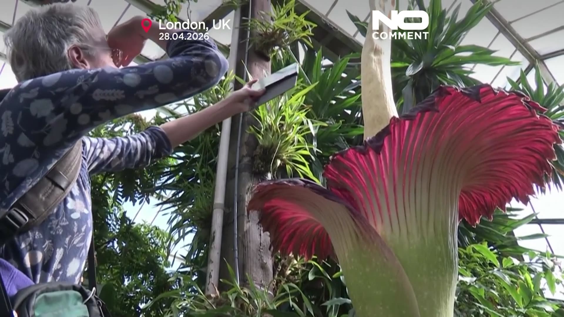 Video thumbnail for Hundreds gather to smell rare ‘corpse flower’ blooming in London
