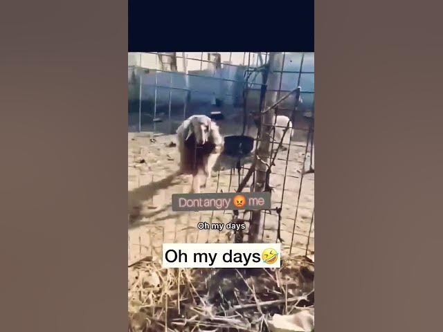 Video thumbnail for Dont angry me #sheep #funnyanimals