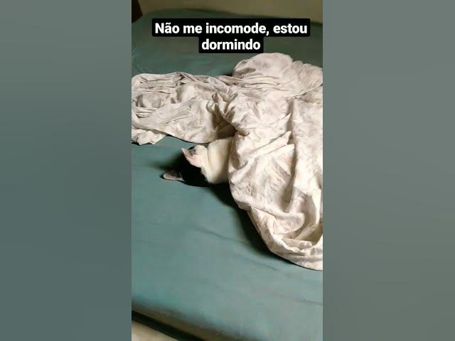 Video thumbnail for Barry reclamando que estou atrapalhando seu sono da beleza. #cats #shorts #funny #sleeping #gatos