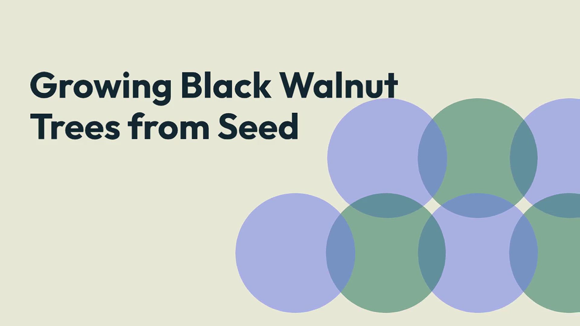 'Video thumbnail for How to Grow Black Walnut Trees from Seed'