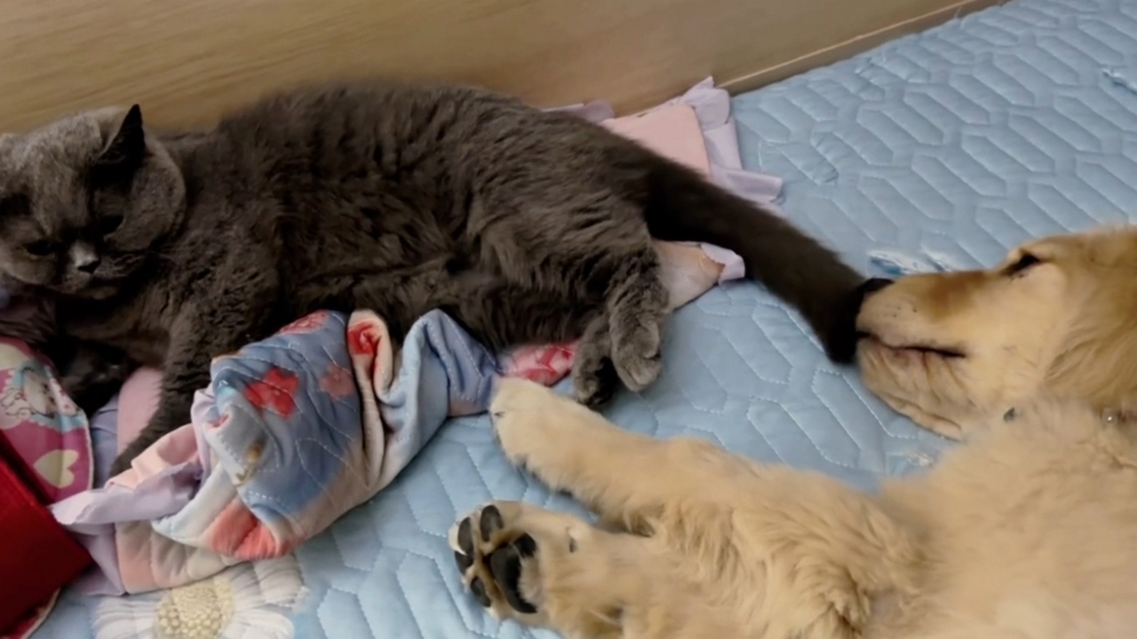 Video thumbnail for Playful Cat and Golden Retriever Tug on Bed