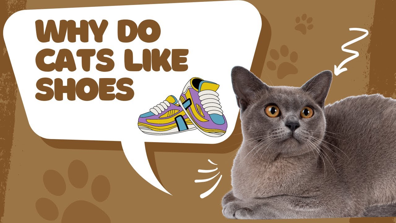 Video thumbnail for Why Do Cats Like Shoes?