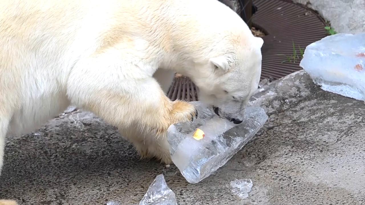 Video thumbnail for Japan: Hokkaido zoo animals cool off with ice.