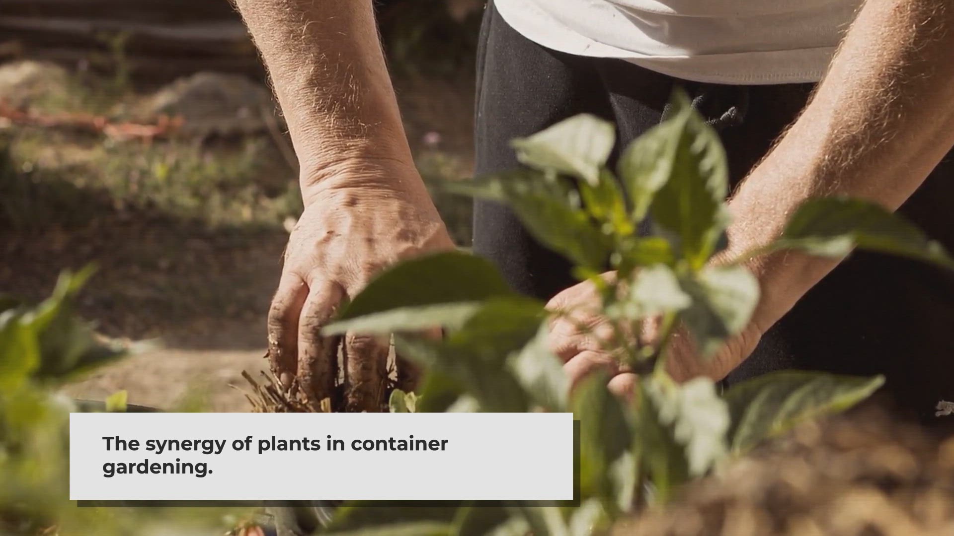 Video thumbnail for 7 Effective Companion Plant Pairings for Container Gardens