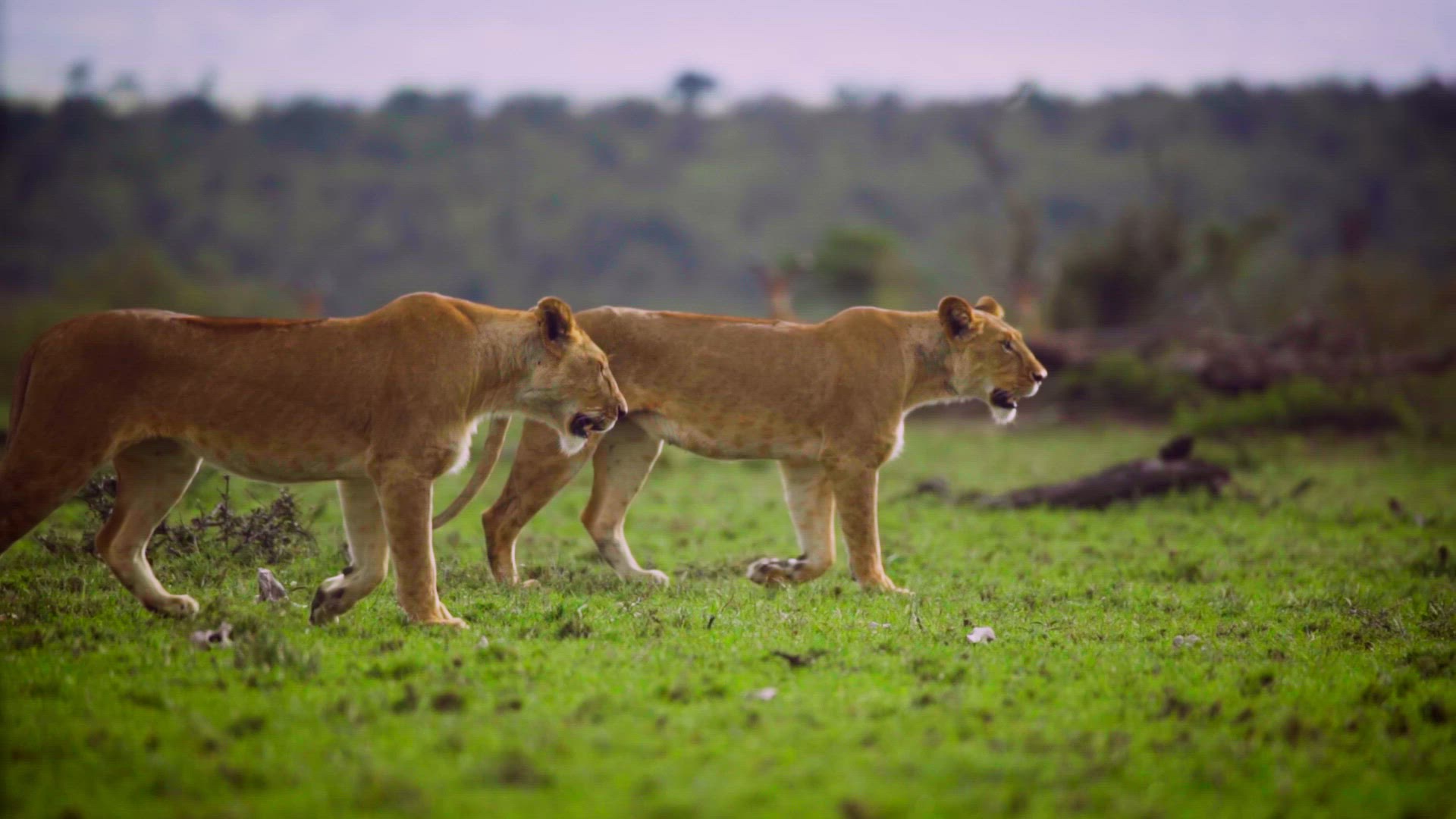 Video thumbnail for Pair of Lionesses Walking Together