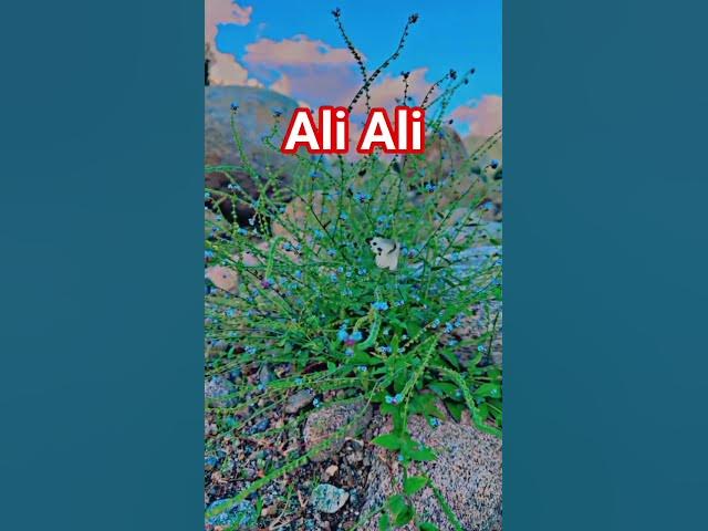 Video thumbnail for Allah Allah Allah Allah #unfrez #motivation #unfrezzmyaccount #islami #growmyaccount #answer #duet