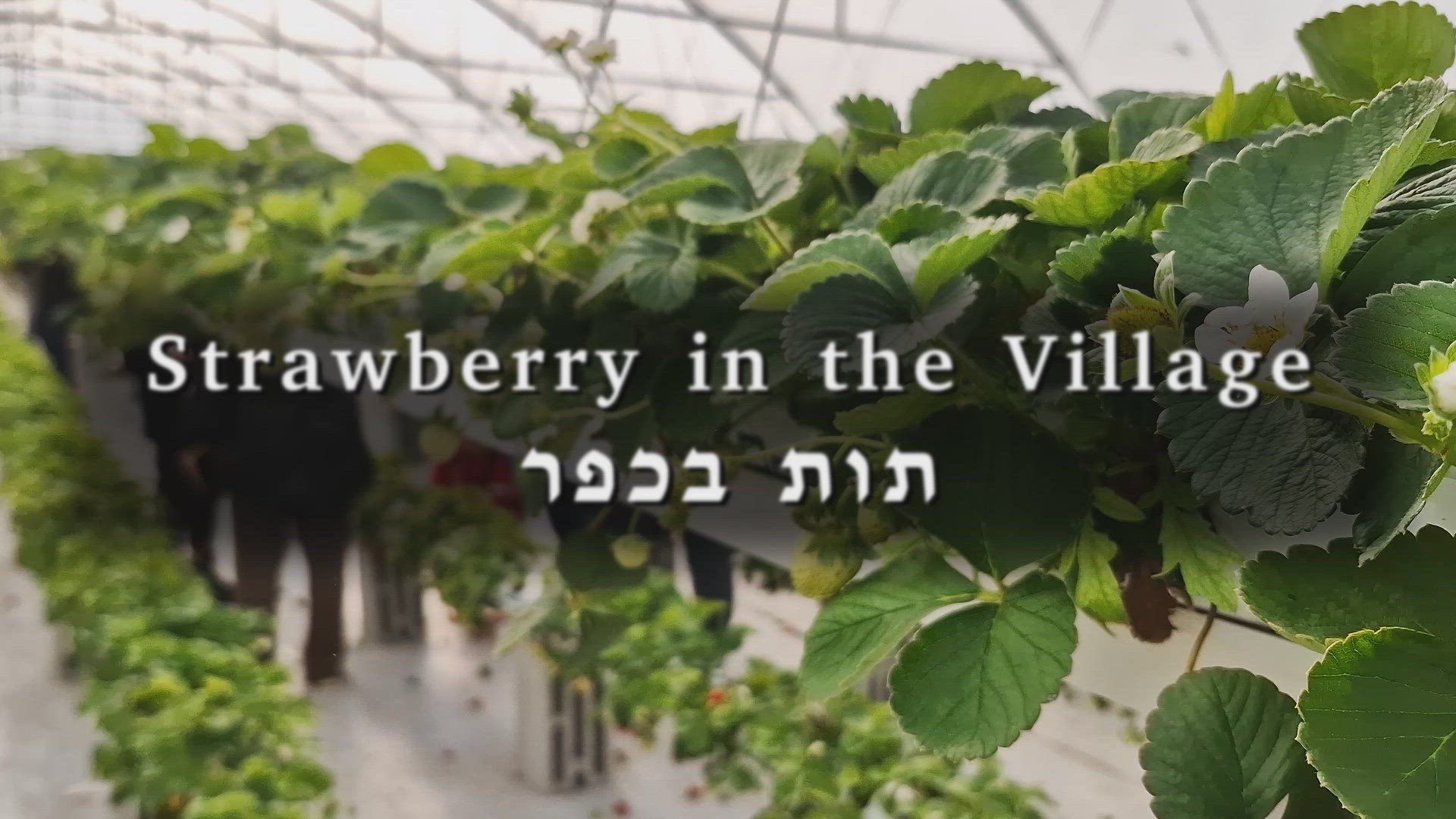 'Video thumbnail for Strawberry in the Village'