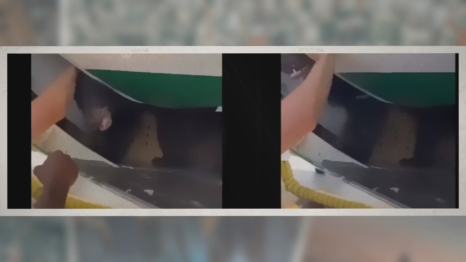 Video thumbnail for Vidéo : l’évasion d’un ours de sa cage lors d’un vol