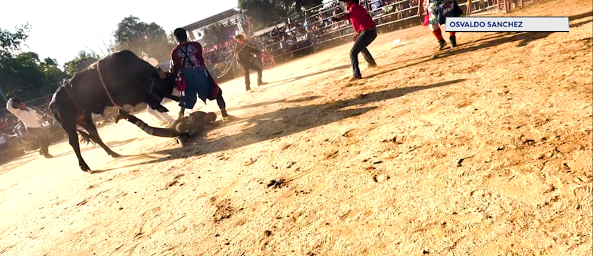 Video thumbnail for Man struck and injured by bull at Bronx rodeo event