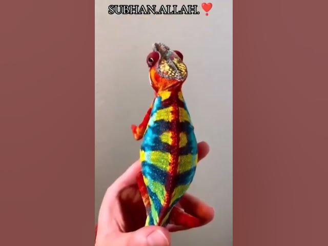 Video thumbnail for amazing๐ #shorts