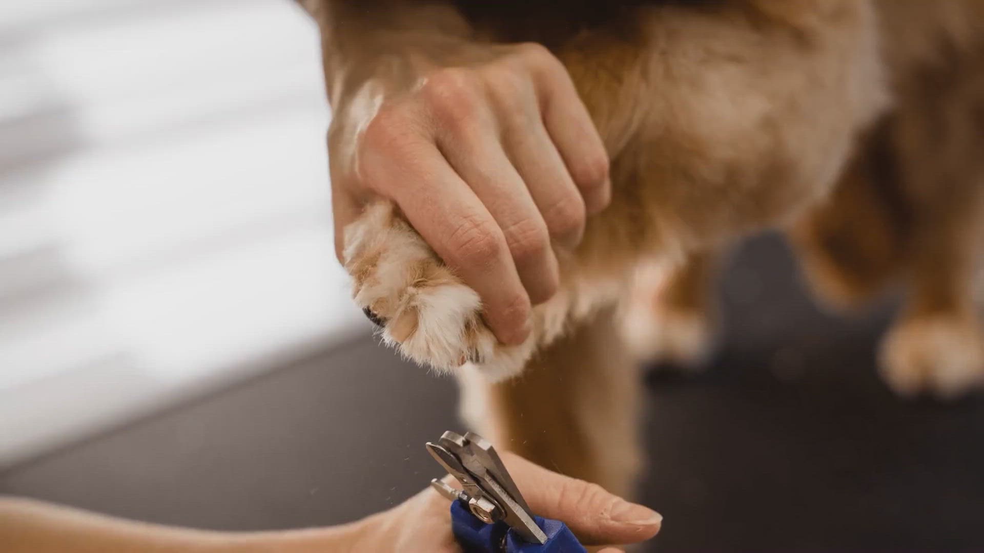 Video thumbnail for How to Trim a Nervous Dog's Nails_ Tips for Safe and Stress-Free Grooming