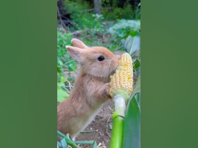 Video thumbnail for Rabbit eating corn .  #fruts  #rabbit #Corn  #eating corn # Rabbit eating #healthy #healthylifestyle