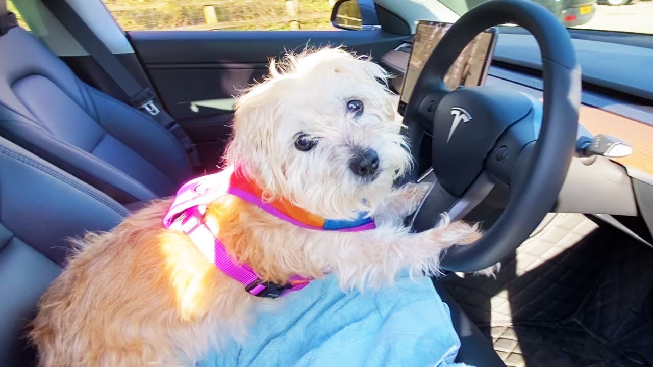 Video thumbnail for Full Tesla Model 3 guide to DOG MODE & having pets in the car