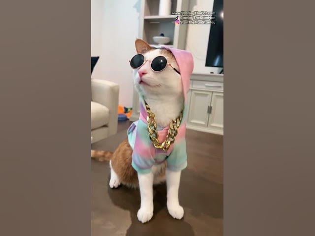 Video thumbnail for #funny video,.  #comedycats , Cat 🐈 viral video