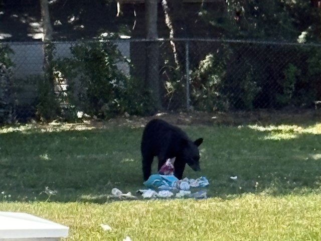 Video thumbnail for Police capture black bear that prompted school lockdown