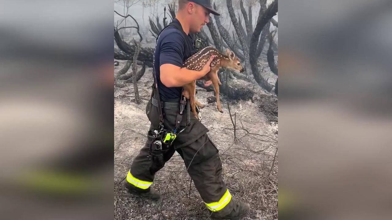 Video thumbnail for US: Trapped Baby Deer Rescued As Firefighters Fight 500-Acre Wildfire In Florida.