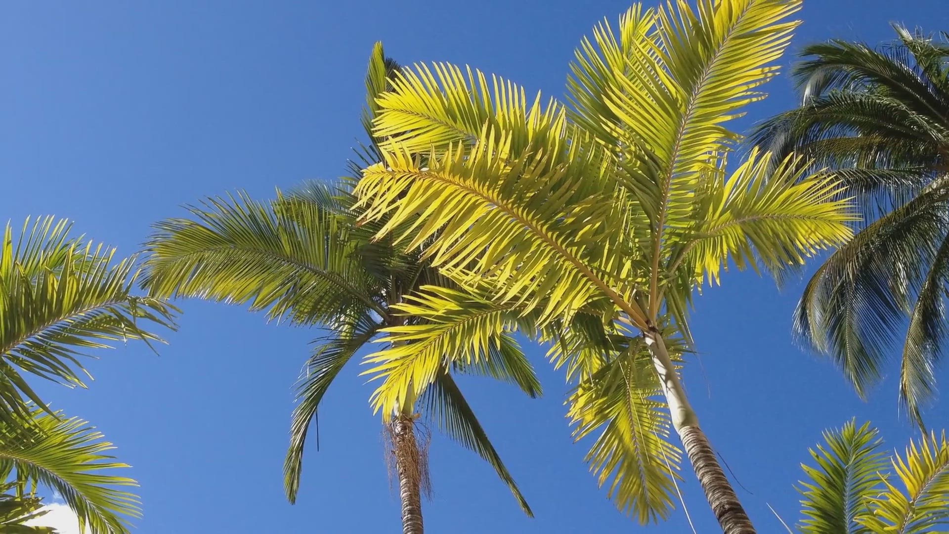 'Video thumbnail for Discovering Honolulu's Year-Round Tropical Climate'