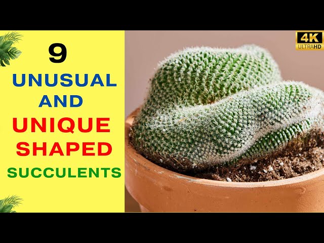 Video thumbnail for 9 Unusual and Unique Shaped Succulents