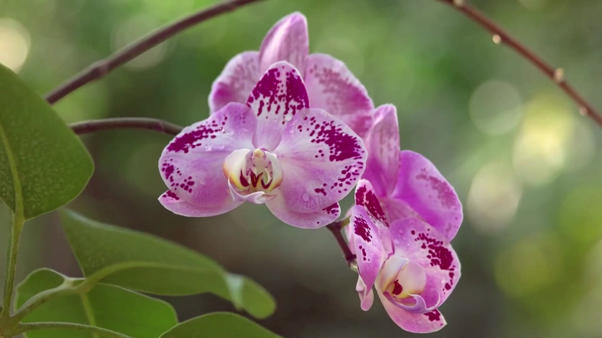 Video thumbnail for Indoor Plants That Bloom