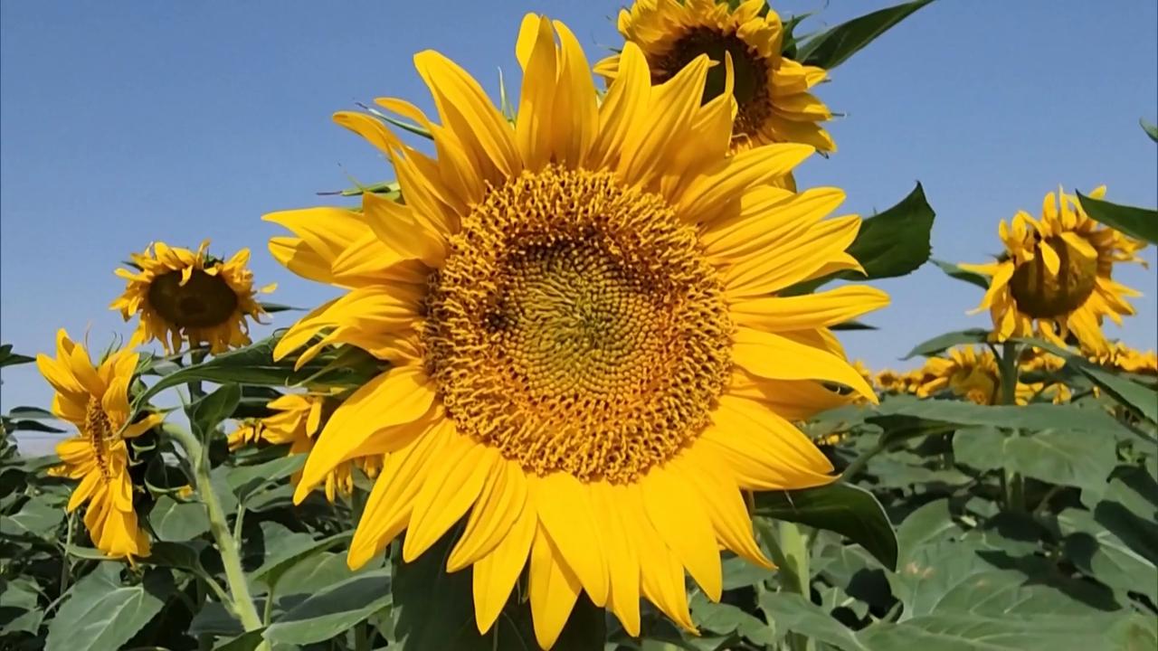 Video thumbnail for China: Golden sunflowers transform Xinjiang village into picturesque landscape.