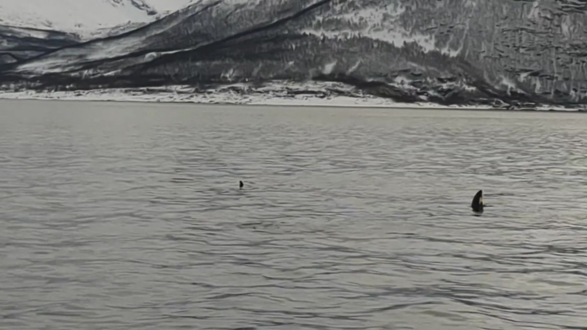 Video thumbnail for Orcas Spy Hopping Randomly