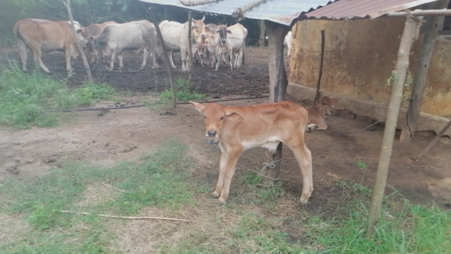 Video thumbnail for Village cow house