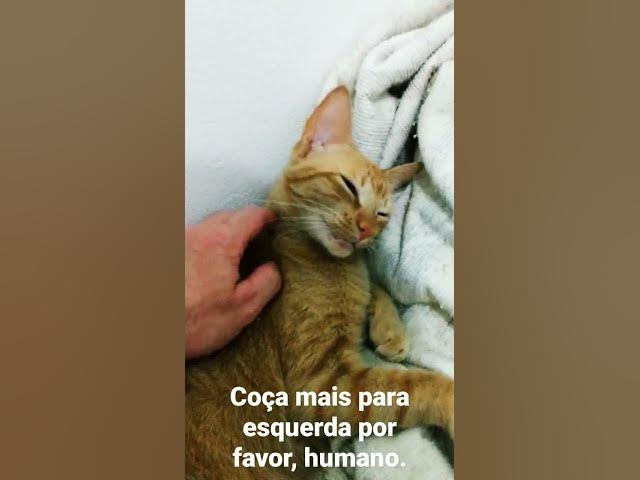 Video thumbnail for #shorts #gatinhosengraçados #cats