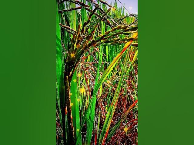 Video thumbnail for my Love Village 💖😍