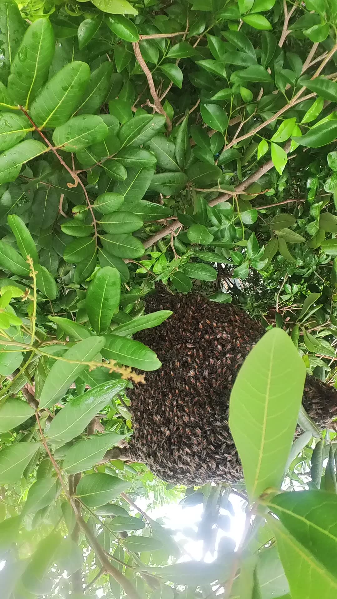 Video thumbnail for Amazing Bee