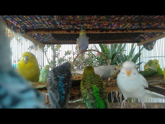 Video thumbnail for 🌈 15 Minutos Sons Tropicais – Periquitos e Floresta para Meditação Profunda 💫