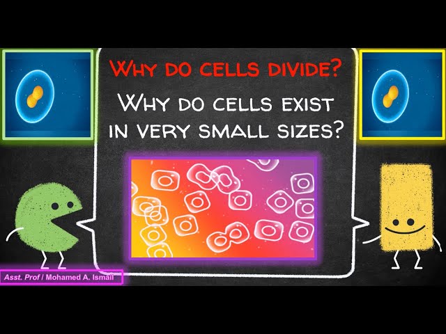 Video thumbnail for Why is the size of cells so minute? & Why Do Cells Divide ? لماذا حجم الخلايا صغير ؟ ولماذا تنقسم ؟