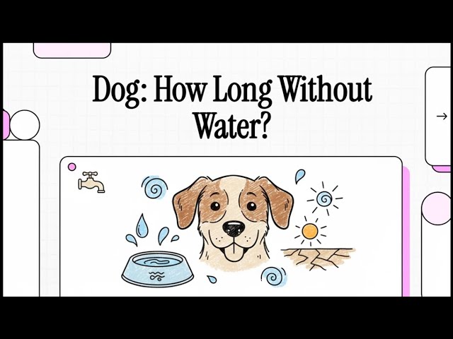 Video thumbnail for How Long Can Dogs Go Without Water?