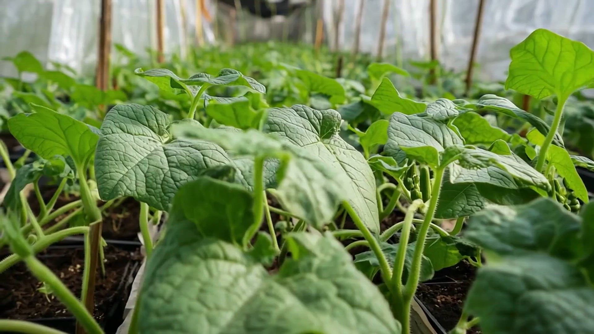 Prayer Plant Light Requirements | Open Video