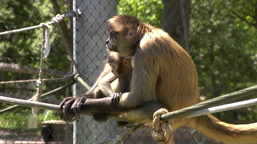 Video thumbnail for Road Trip Close To Home: Bridgeport's Beardsley Zoo highlights new exhibits, rare species and spring arrivals