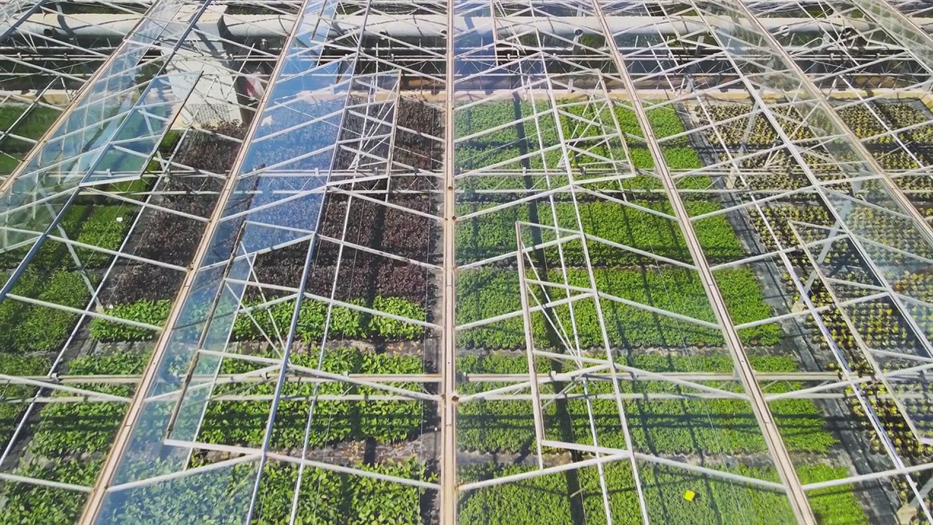 'Video thumbnail for The Ultimate Guide to Terrarium Plants'